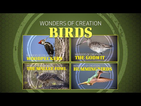 Featured image for “2. Birds | Wonders of Creation Classroom Series”